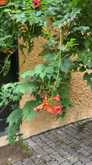 Campsis radicans