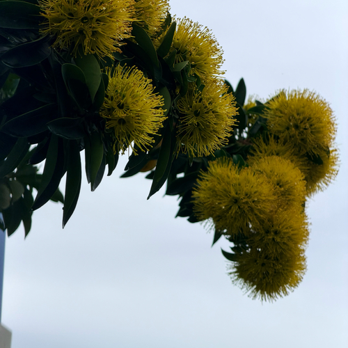 Xanthostemon chrysanthus observed 2026-10-26