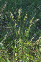 Helictochloa hookeri schelliana