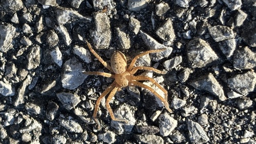Golden Huntsman Spiders