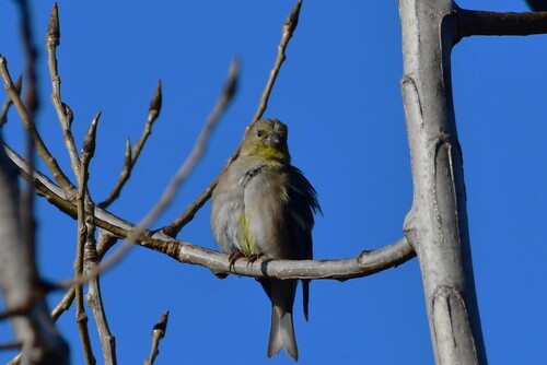 American Goldfinch