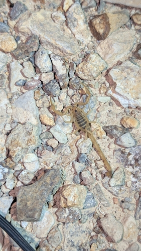 Striped Bark Scorpion