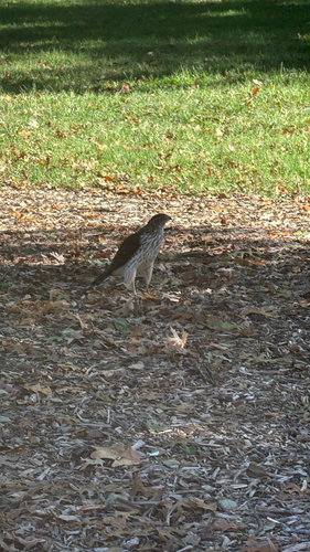 Cooper's Hawk