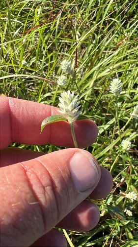 Gomphrena serrata observed 2026-10-26