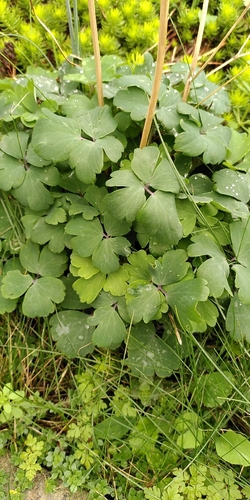 Aquilegia vulgaris, 2026-10-26