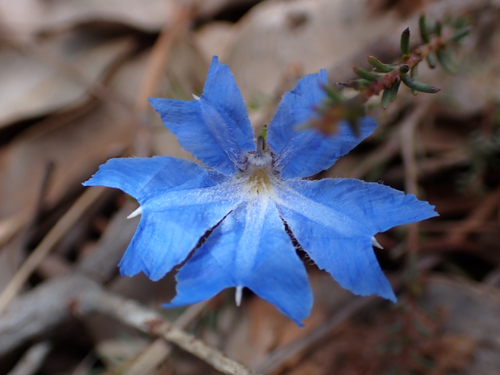 Leschenaultia biloba observed 2026-10-26