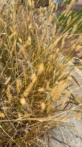 Setaria pumila observed 2026-10-26