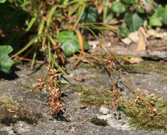 Luzula forsteri