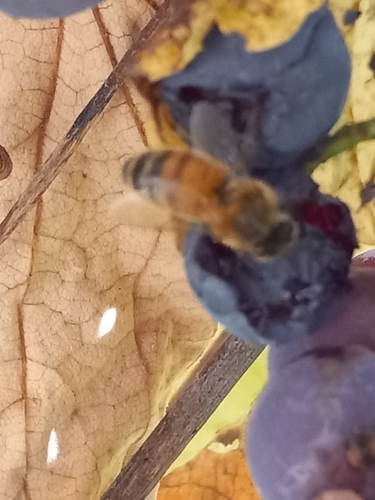 Western Honey Bee