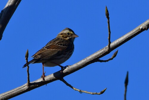 Savannah Sparrow