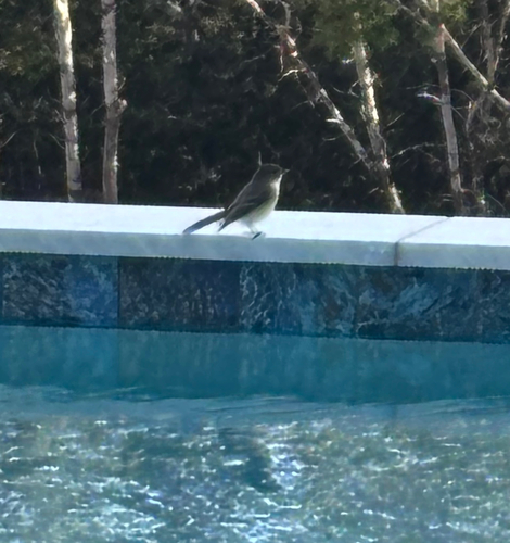 Eastern Phoebe