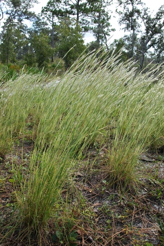 Andropogon tracyi observed 2026-10-25
