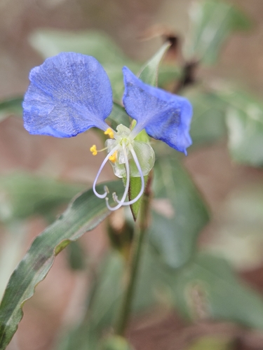 whitemouth dayflower