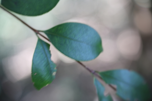 Syzygium observed 2026-10-26