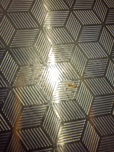 Monomorium monomorium observed 2026-10-26