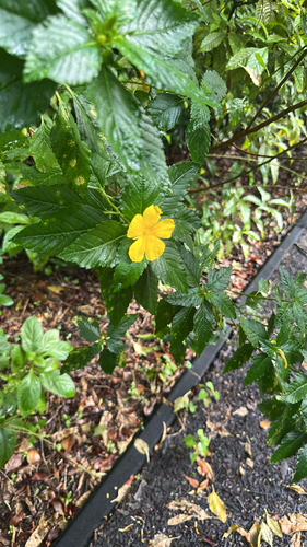 Turnera ulmifolia observed 2026-10-26