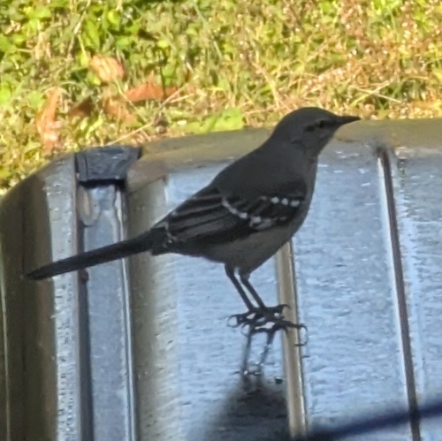 Northern Mockingbird
