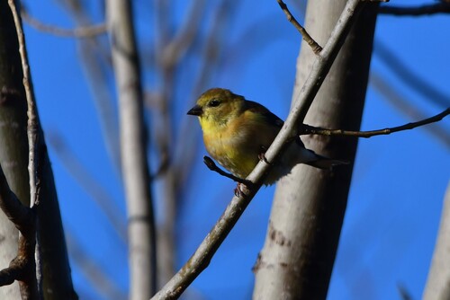 American Goldfinch
