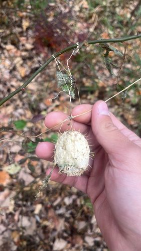 Echinocystis lobata, 2026-10-26