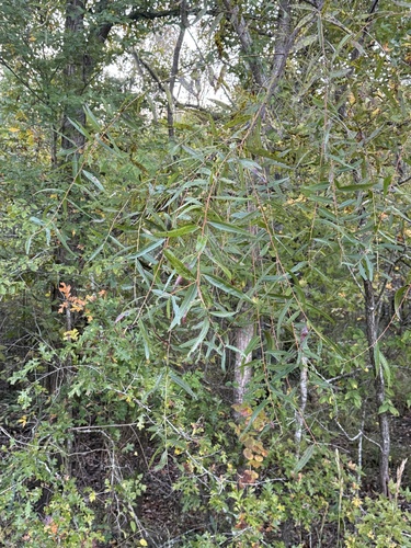Salix nigra, 2026-10-26