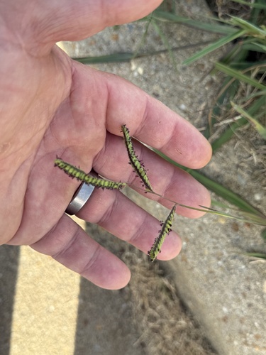 Paspalum dilatatum observed 2026-10-26