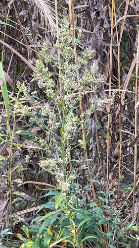 horseweed