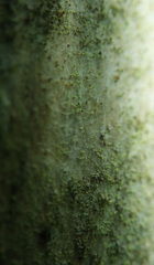 Chaenotheca brachypoda