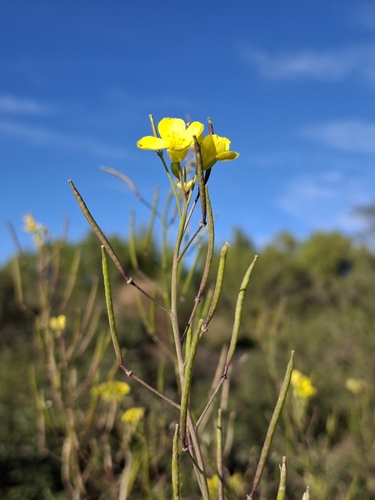 Roquette jaune