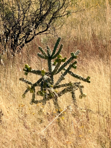 tree cholla