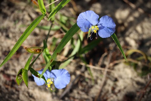 Whitemouth Dayflower