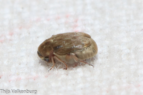 Acanthoscelides