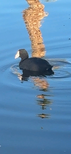 Coots