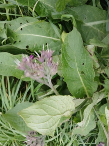 Symphytum officinale observed 2026-10-26