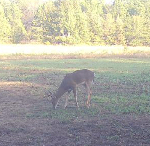 White-tailed Deer
