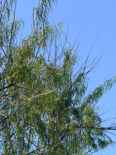 desert willow