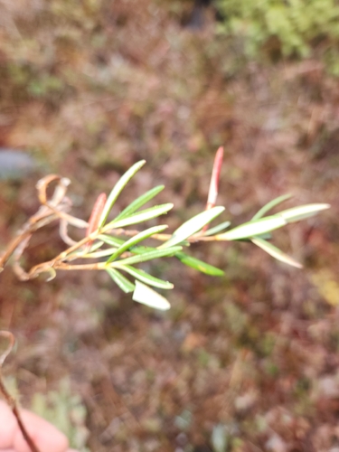 Kalmia polifolia observed 2026-10-26