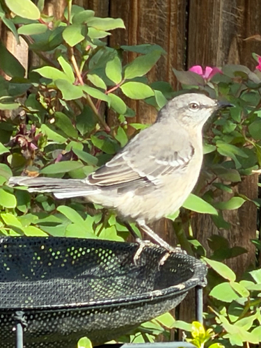Northern Mockingbird