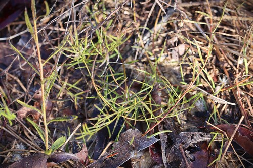 Krameria secundiflora, 2026-10-25