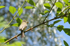 Empidonax difficilis