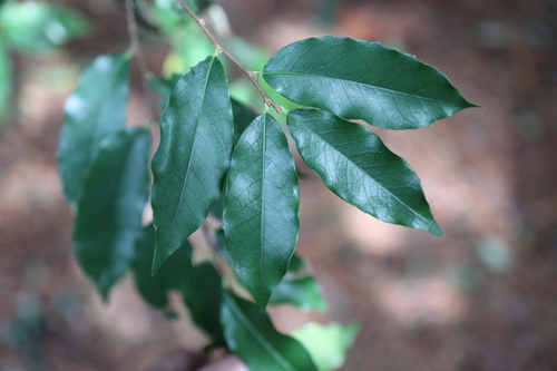 Prunus spinulosa observed 2026-10-26