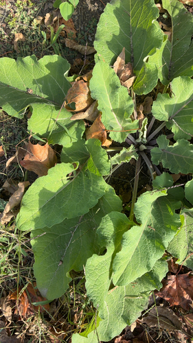 Arctium lappa observed 2026-10-26