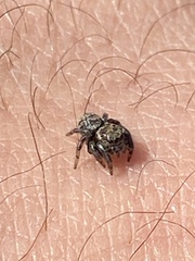 Salticidae