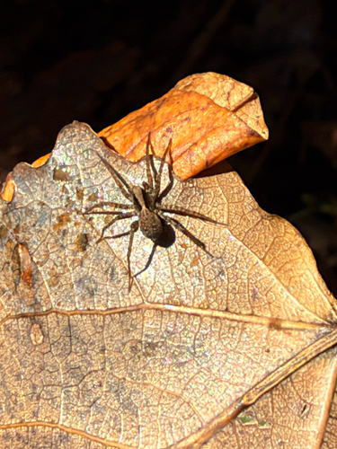 Thin-legged Wolf Spiders