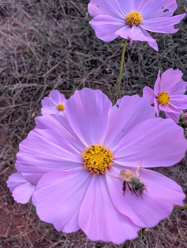 Western Honey Bee