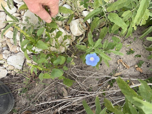 whitemouth dayflower