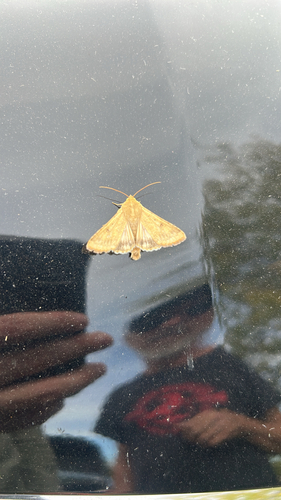Corn Earworm Moth