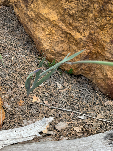 Caryophyllaceae observed 2026-10-26