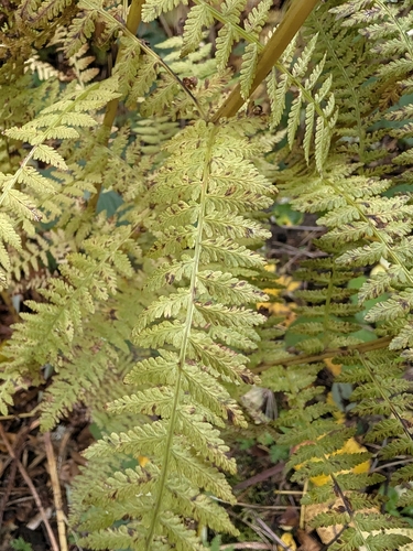 Athyrium filix-femina observed 2026-10-26