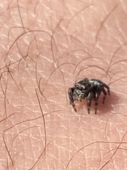 Salticidae