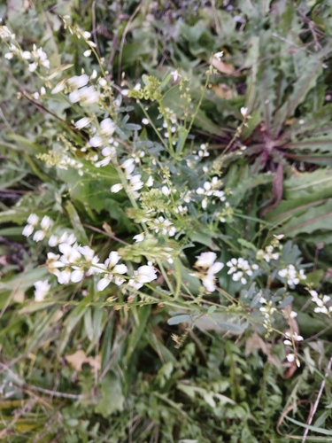 Melilotus albus observed 2026-10-26